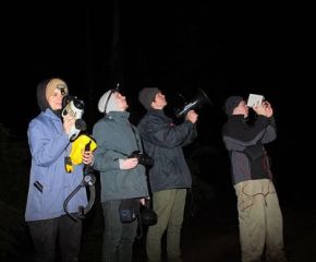 Night Watch in Toolangi Forest